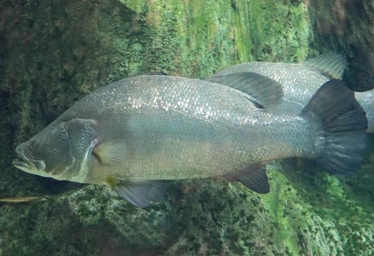 Nile Perch Fillet