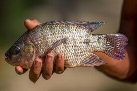 Whole Nile Perch
