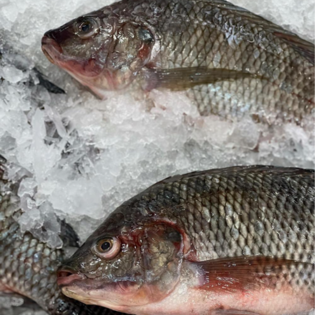 Tilapia